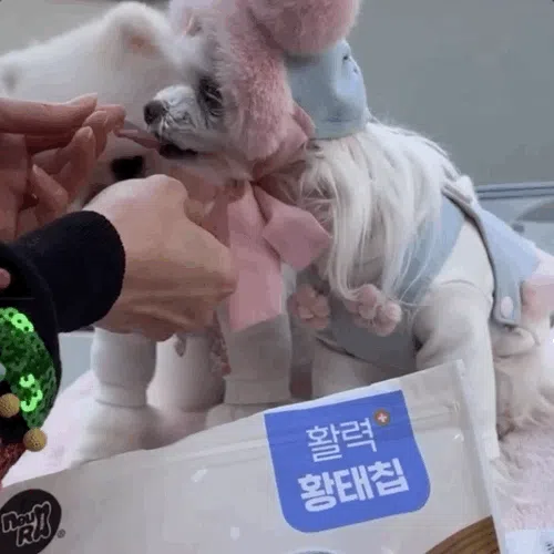 [NEW신상][무료배송] 뉴알엑스 활력 황태 + 고구마 트릿 90g 2번째