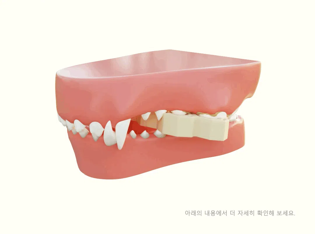 [NEW신상][무료배송] 네이처트레이스 독 스파이더웹 덴탈바 오리지널 20g*12ea 34번째