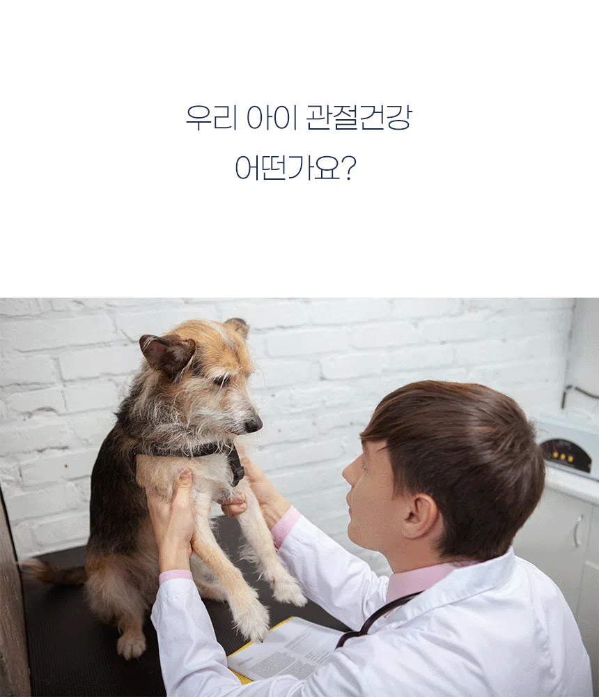 [NEW신상][무료배송] 이프애니멀 튼튼육첩 관절근육 96g (30포) 11번째