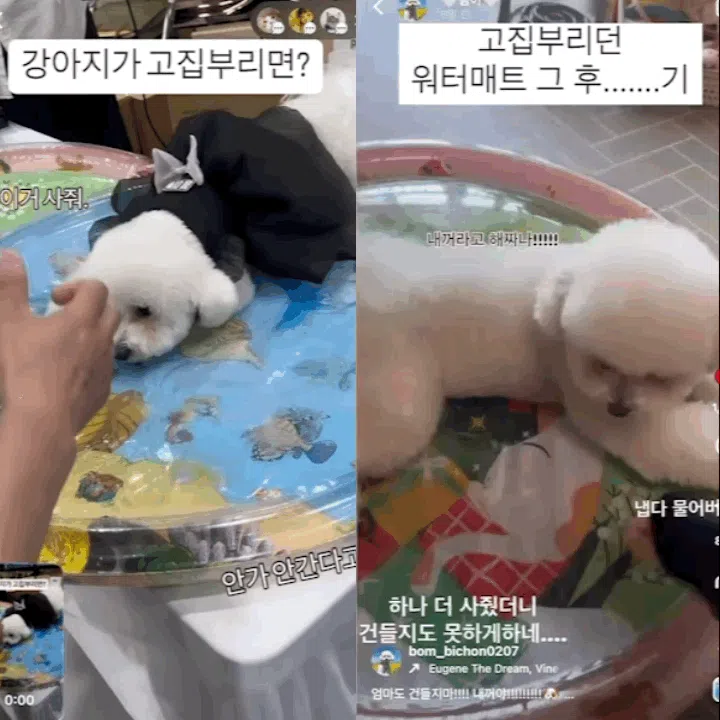 [NEW신상][무료배송] 펫타임즈 물놀이 장난감 워터매트 3번째