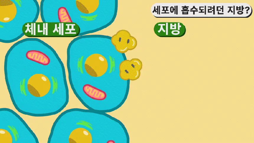 [NEW신상][무료배송] 웰찹 슬림펫 제로 체지방 케어 다이어트 보조제 30스틱 7번째