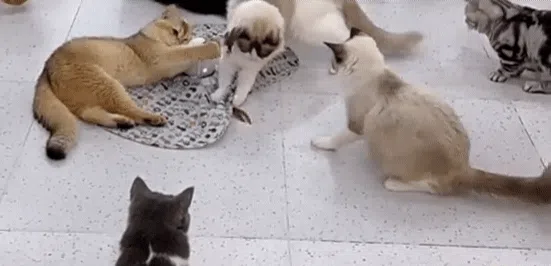[NEW신상][무료배송] 펫이랑 멀티 고양이 자동장난감 12번째