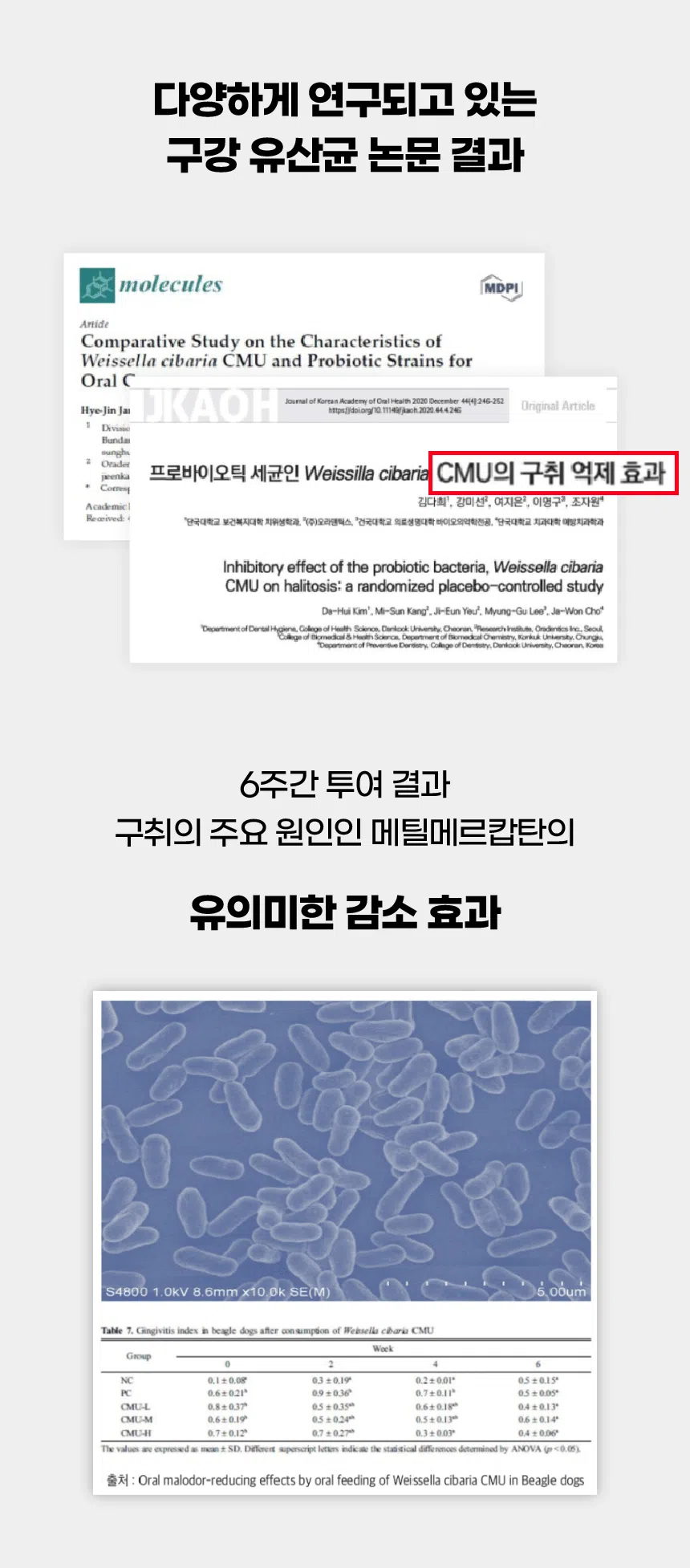 [NEW신상][무료배송] 벨라맥스 SBS TV 동물농장 수의사 강아지 덴탈껌 코어 구강 유산균 14번째