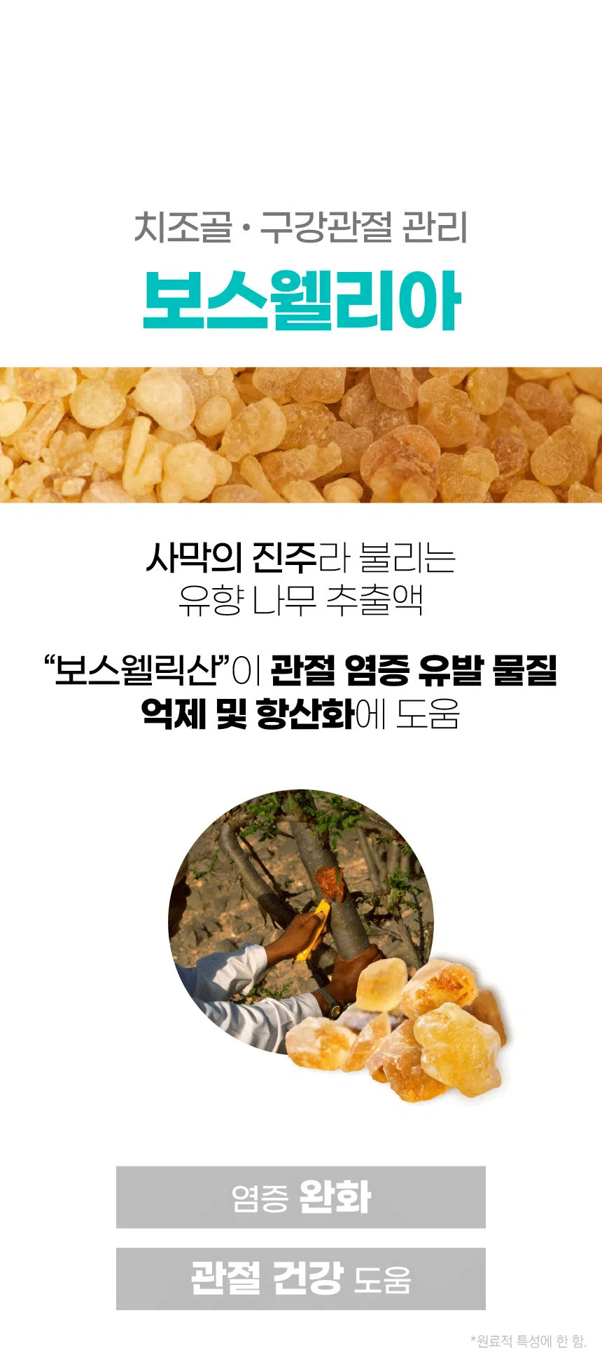 [NEW신상][무료배송] 벨라맥스 SBS TV 동물농장 수의사 강아지 덴탈껌 코어 구강 유산균 18번째