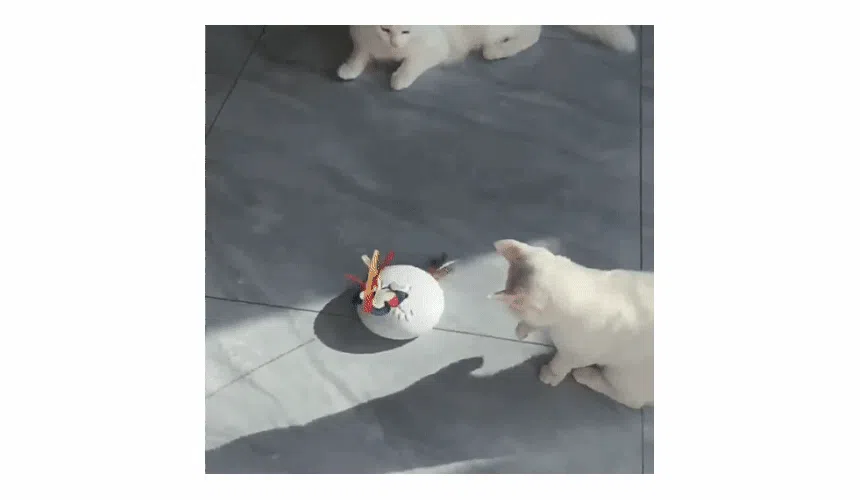 [NEW신상][무료배송] 펫이랑 캐치미 고양이 자동장난감 꼬리잡기 13번째