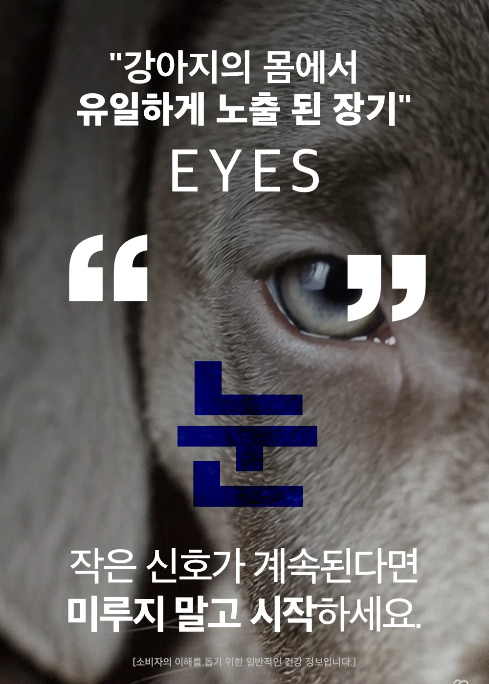 [NEW신상][무료배송] 하루올데이 눈물 기능성 유기농 수제 사료 1kg 1번째
