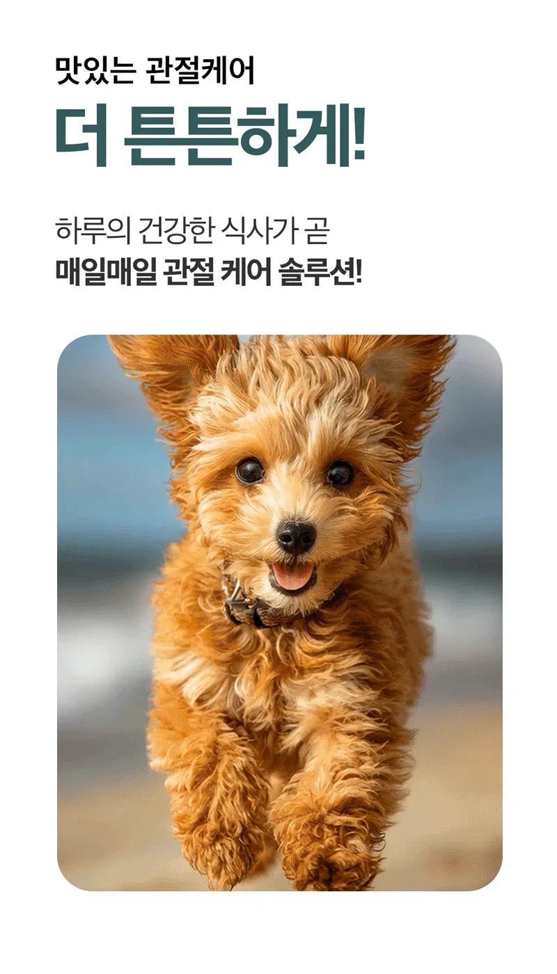 [NEW신상][무료배송] 하루올데이 관절 기능성 유기농 수제 사료 1kg 4번째