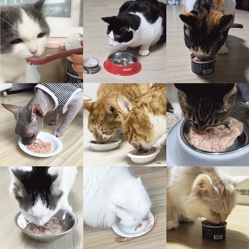 [NEW신상]인디고 캣 흰살참치 그레이비캔 80g 3번째