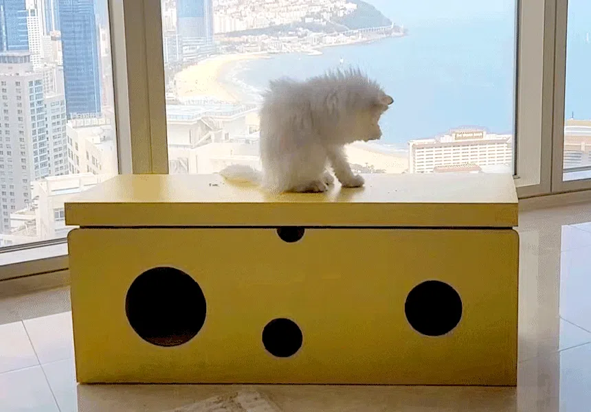 [NEW신상][무료배송] 페이퍼팝 캣 보야지 for cat 종이집 숨숨집 하우스 14번째