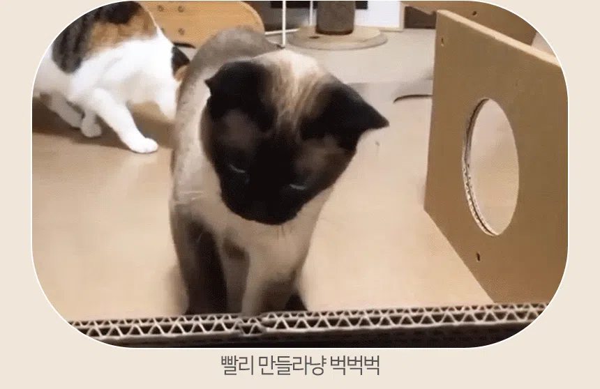 [NEW신상][무료배송] 페이퍼팝 캣 보야지 for cat 종이집 숨숨집 하우스 6번째