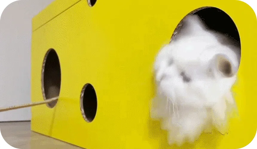 [NEW신상][무료배송] 페이퍼팝 캣 보야지 for cat 종이집 숨숨집 하우스 4번째