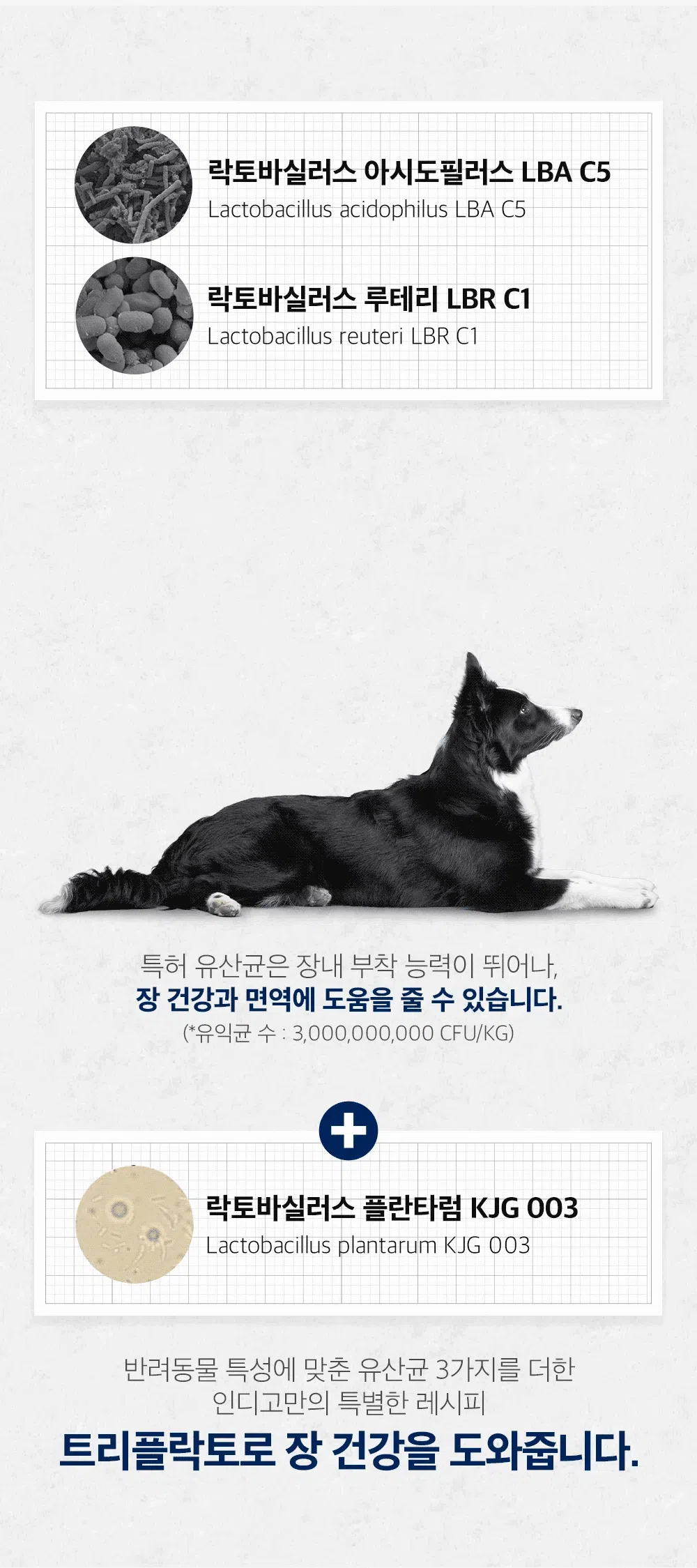 [체험단] [사료샘플] 인디고 독 면역&체중 200g 2번째
