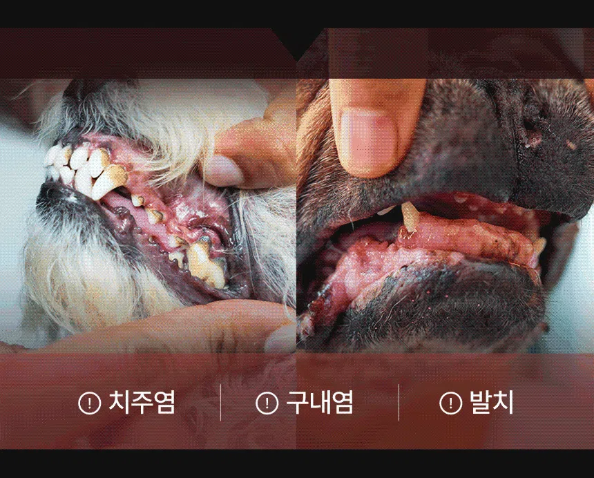 닥터페트라 펫즐 허니콤 덴탈플러스 14개입 7번째