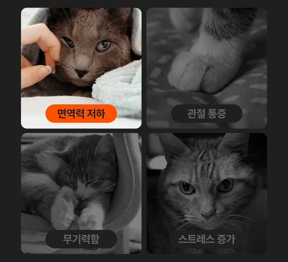 [NEW신상]닥터펠리스 캣 7+ 케어 스틱 연어 150g 2번째