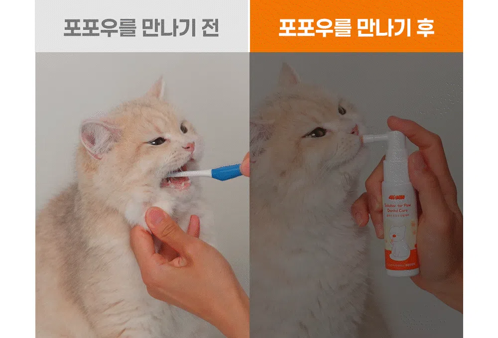 [NEW신상]펄송 솔루션 포포우 캣 덴탈케어 뿌리는 구강영양제 30ml 3번째
