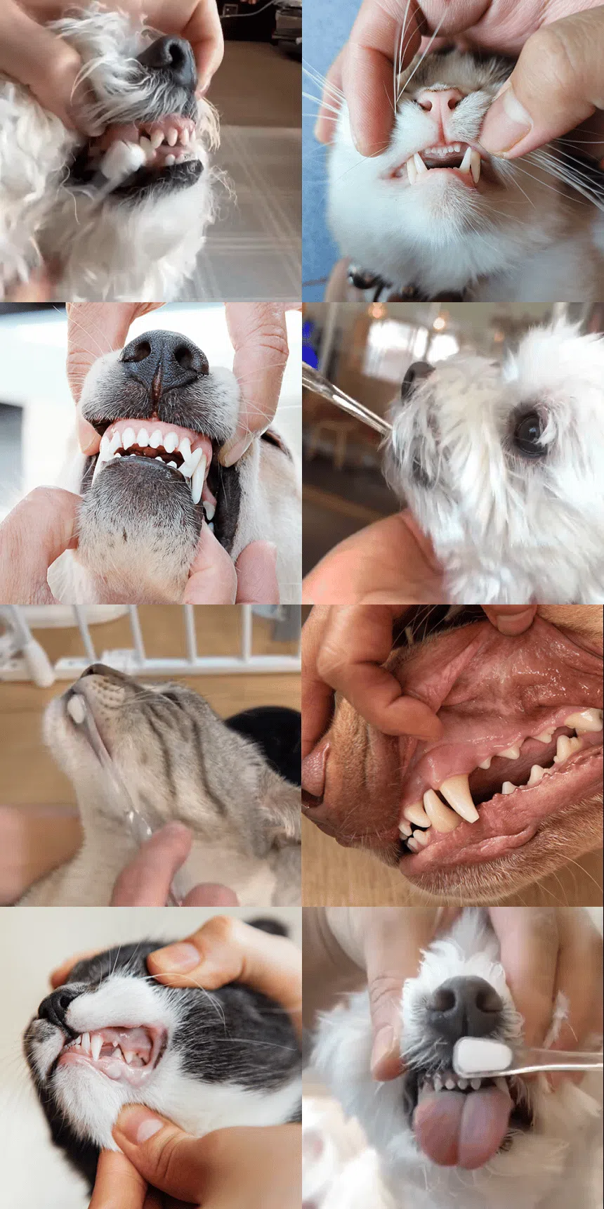 [무료배송] 디고 소프트화이버 클라우드 칫솔 8번째