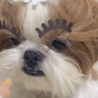 [무료배송] 뽀뽀제과 독 훈련 간식 3종 세트 9번째