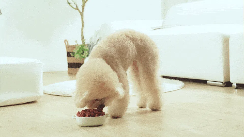 [NEW신상]보니프 소고기 트릿 200g 5번째