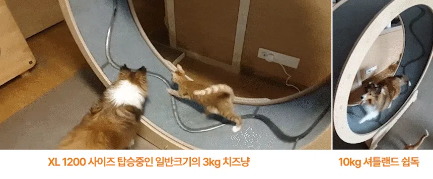 [무료배송] 집사의반격 스타캣휠(DIY) 내부카펫포함 1060(L)/1200(XL) 11번째