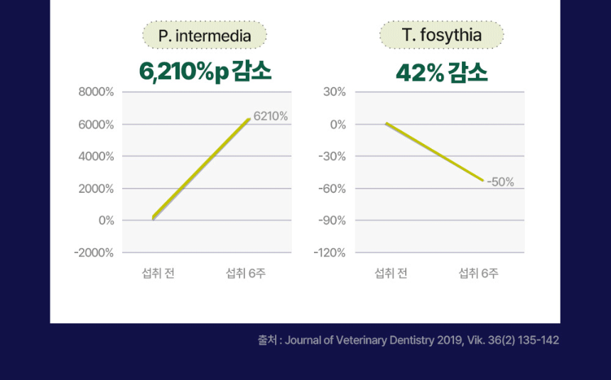 [NEW신상][무료배송] 동아제약 벳플 락토덴탈 장 구강 영양제 30p 5번째