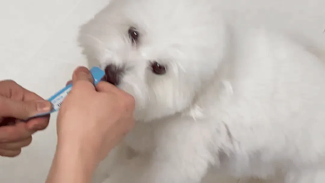 프로젝트21 기관지 협착증 영양제 퓨어 브레스 케어 7g*30p 5번째