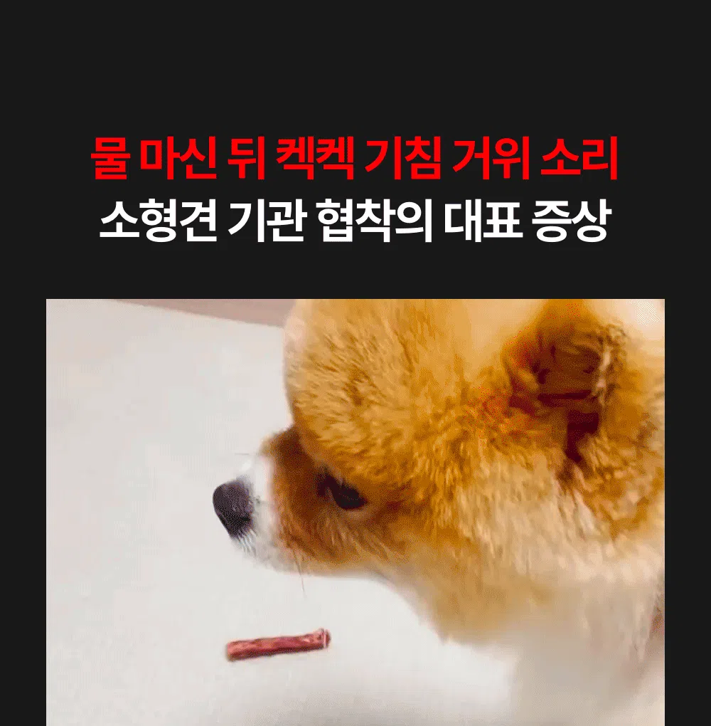 프로젝트21 기관지 협착증 영양제 퓨어 브레스 케어 7g*30p 3번째