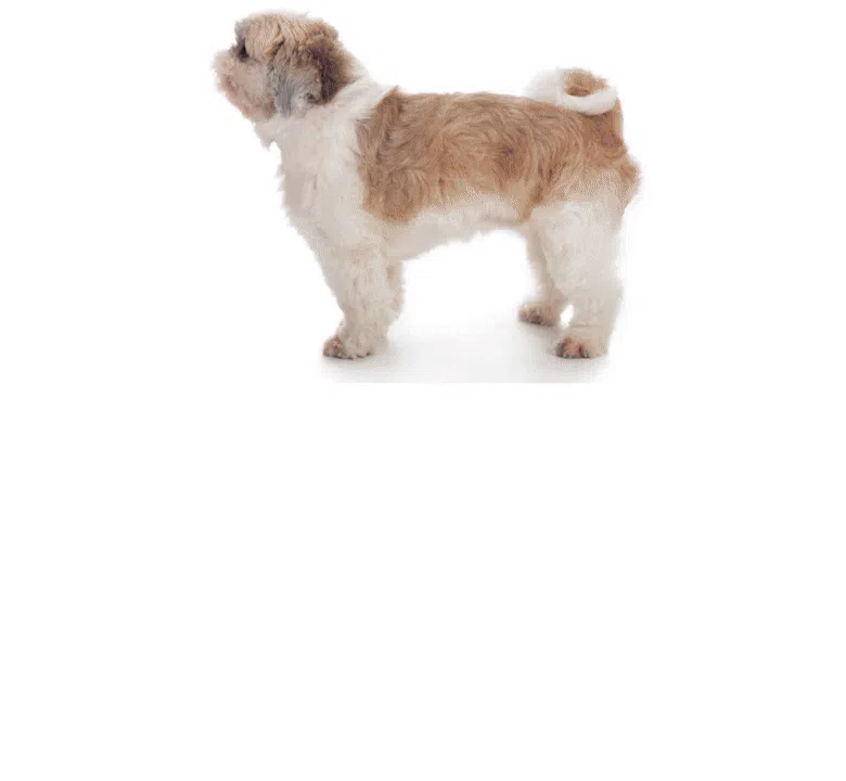 프로젝트21 기관지 협착증 영양제 퓨어 브레스 케어 7g*30p 17번째