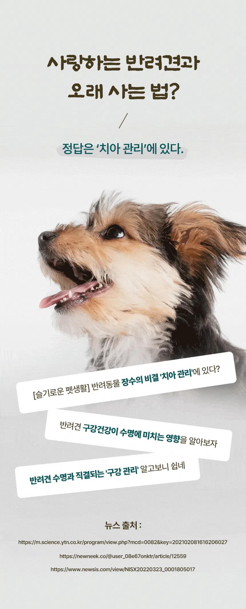 [NEW신상][무료배송] 데이스포 독 한삼인 덴탈클리닉 뷰티 200g 13번째