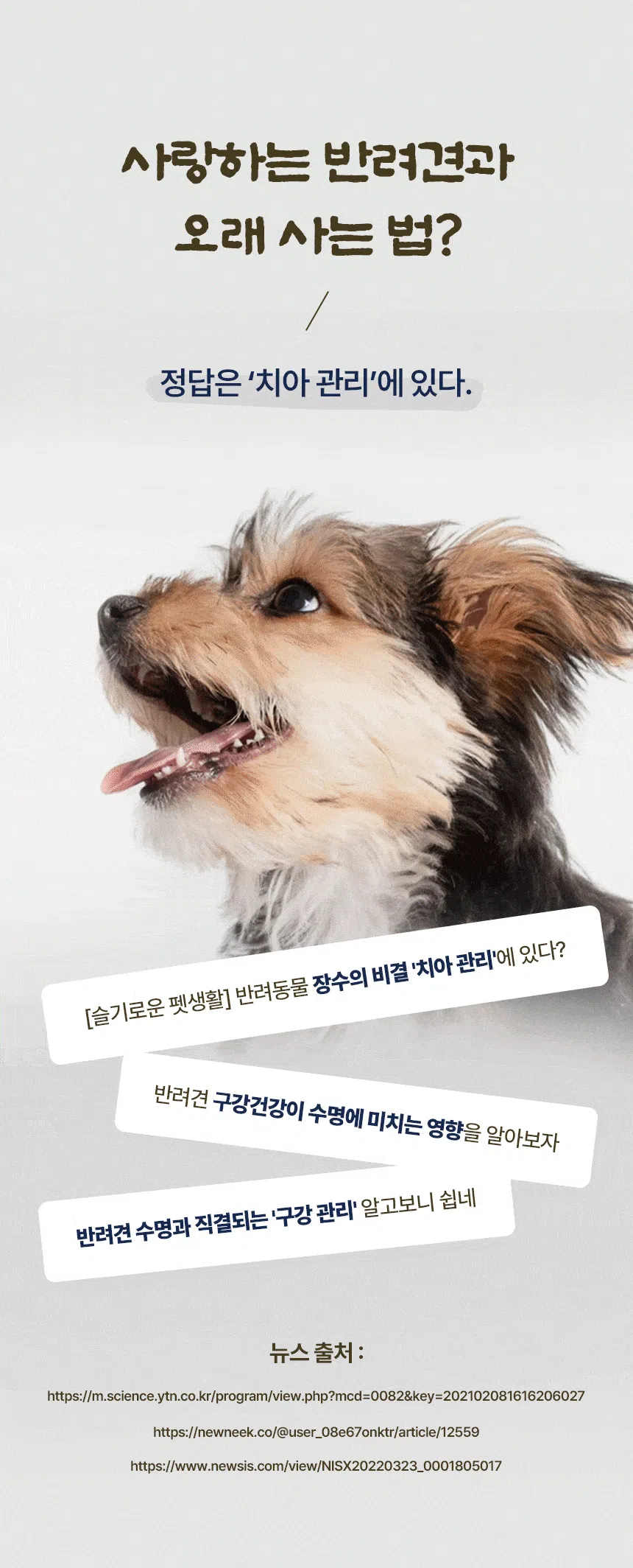 [NEW신상][무료배송] 데이스포 독 한삼인 덴탈클리닉 조인트 200g 13번째