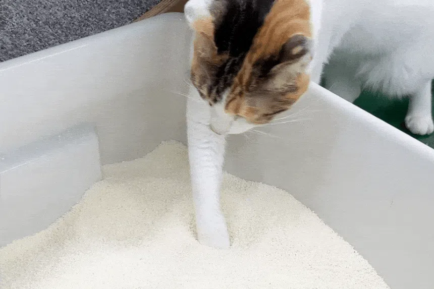 [NEW신상][무료배송] 에이스 카사바 모래 카사벨라 4.8kg 36번째