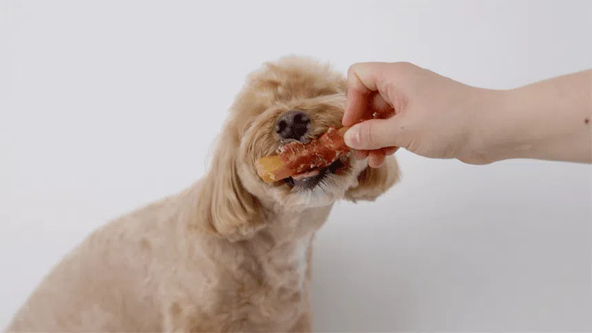 [NEW신상][무료배송] 데이스포 독 우리아이 오리 고구마 사사미 1kg 15번째