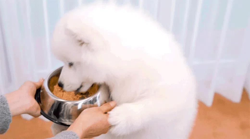 [무료배송] [30팩] 듀먼 독 자연화식 10종*3팩 한달의행복 패키지 100g 5번째