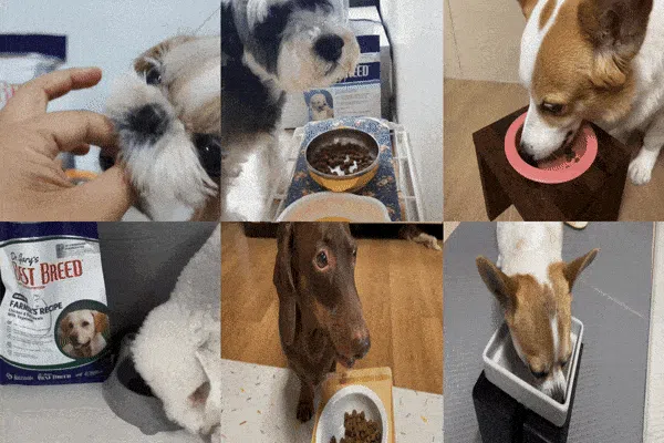[NEW신상]베스트브리드 홀리스틱 퍼피 다이어트 1.8kg 17번째