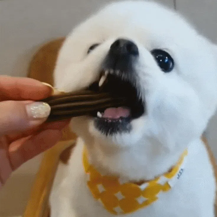 [창고대방출] [체험팩] 리브펫 덴탈핏츄 1p 28번째