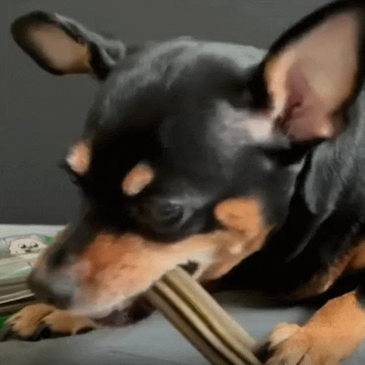 [창고대방출] [체험팩] 리브펫 덴탈핏츄 1p 30번째