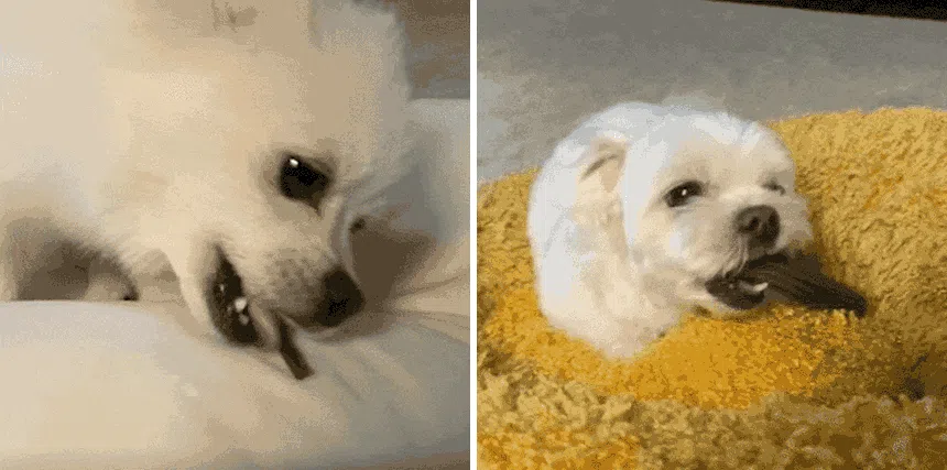 [창고대방출] [체험팩] 리브펫 덴탈핏츄 1p 26번째