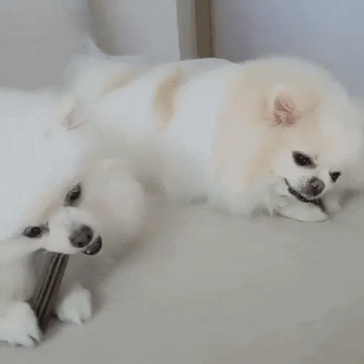 [창고대방출] [체험팩] 리브펫 덴탈핏츄 1p 29번째