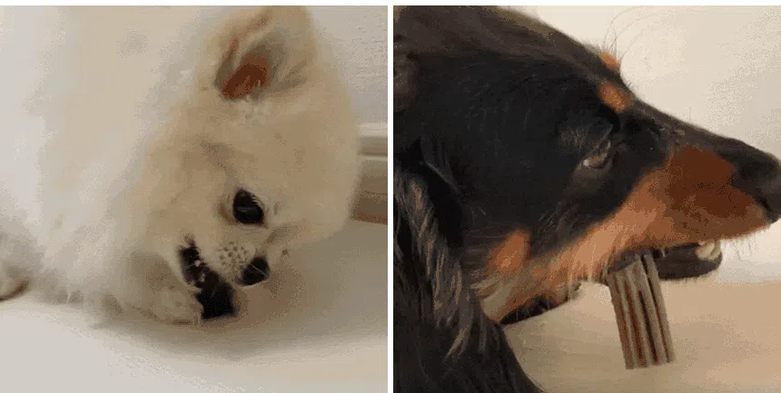 [창고대방출] [체험팩] 리브펫 덴탈핏츄 1p 16번째