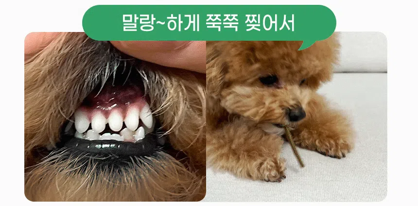 [창고대방출] [체험팩] 리브펫 덴탈핏츄 1p 7번째