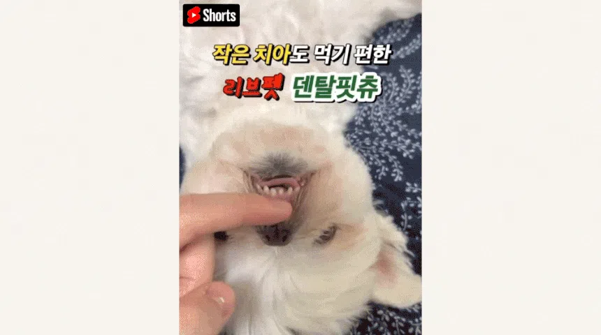 [창고대방출] [체험팩] 리브펫 덴탈핏츄 1p 3번째