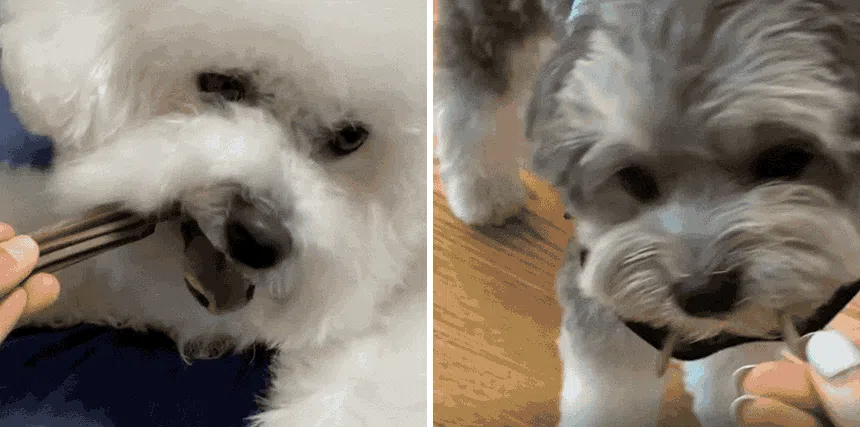 [창고대방출] [체험팩] 리브펫 덴탈핏츄 1p 15번째