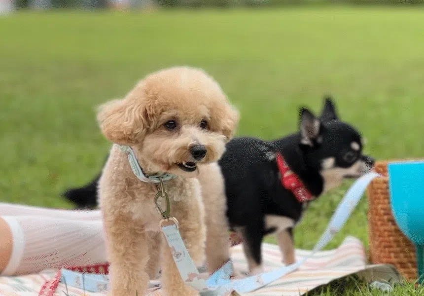 [NEW신상][무료배송] 베일리펫 강아지 산책 초경량 웨빙 테디 워키 목줄 S-L (핑크/민트/아이보리) 9번째