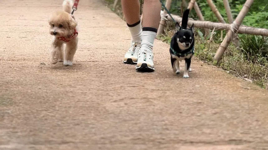 [NEW신상][무료배송] 베일리펫 강아지 산책 소형견 중형견 데이지 워키 리드줄  20mm/25mm (옐로우/그린/네이비/레드) 9번째