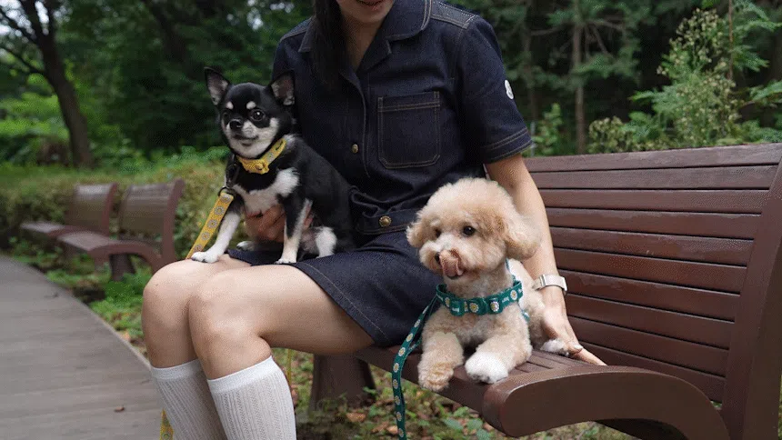 [NEW신상][무료배송] 베일리펫 강아지 소형견 중형견 산책 데이지 워키 목줄 S-L (옐로우/레드/네이비/그린) 9번째