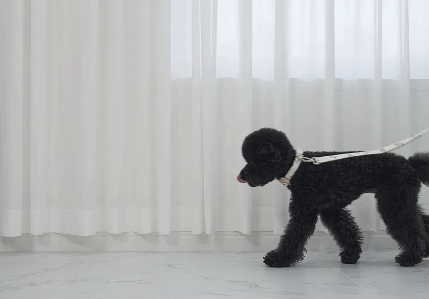 [NEW신상][무료배송] 베일리펫 강아지 산책 초경량 웨빙 테디 워키 목줄 S-L (핑크/민트/아이보리) 8번째