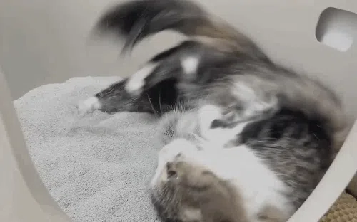 [브랜드전]닥터펠리스 캣 퓨저나이트 슈퍼볼 4.3kg 38번째