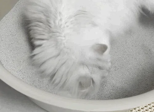 [브랜드전]닥터펠리스 캣 퓨저나이트 슈퍼볼 4.3kg 20번째