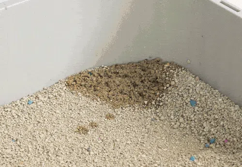 [브랜드전]닥터펠리스 캣 퓨저나이트 슈퍼볼 4.3kg 3번째