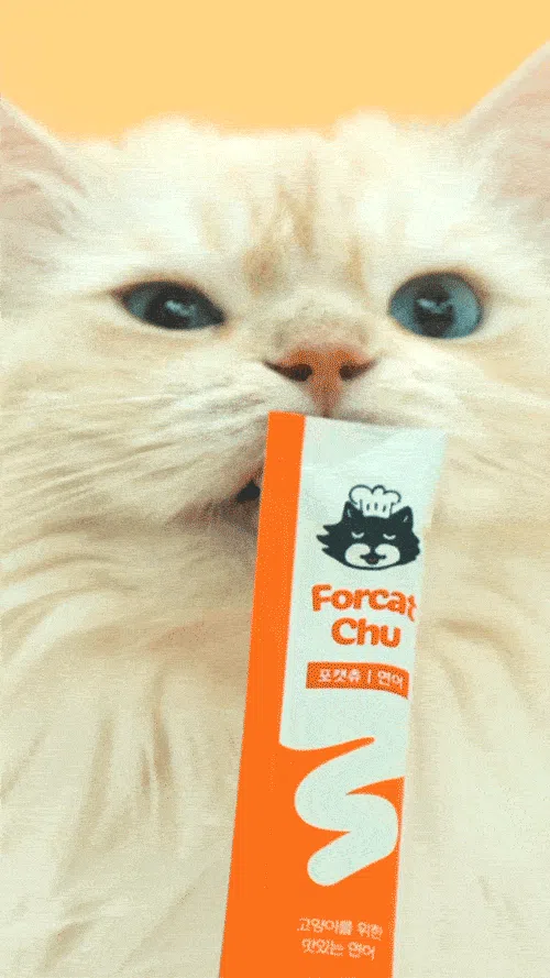 [NEW신상][체험팩] 닥터펠리스 캣 포캣츄 스타터팩 3P 11번째