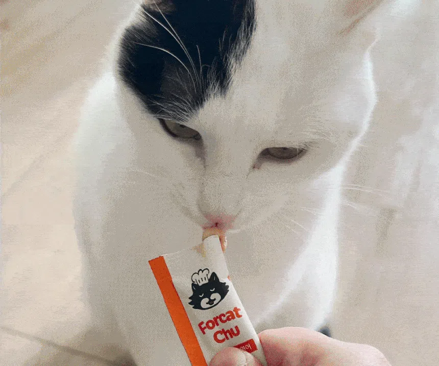 [NEW신상][체험팩] 닥터펠리스 캣 포캣츄 스타터팩 3P 4번째